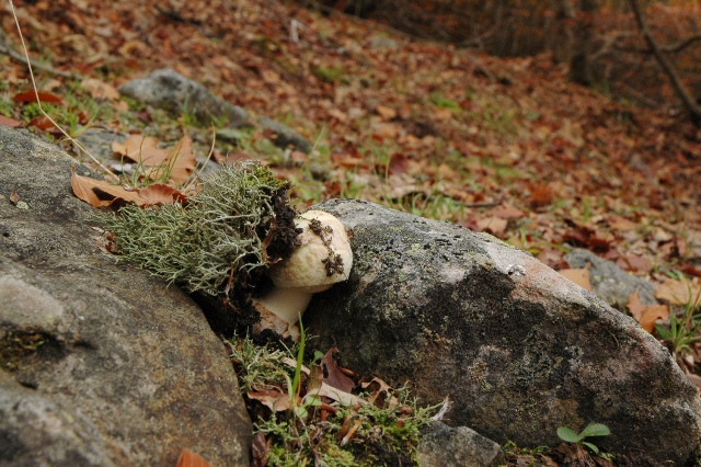 Mancata Mia Determinazione.